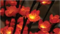 light flower redplum light flower redplum
